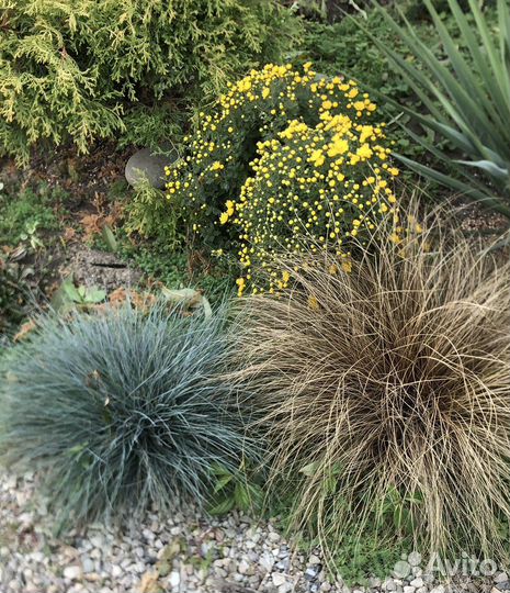 Декоративные /многолетние растения