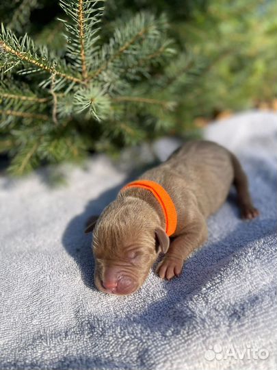 10 шикарных малышей,с документами