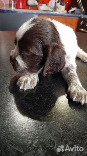 Собаки кокер спаниель