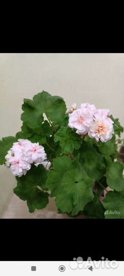 Пеларгония герань Марсель