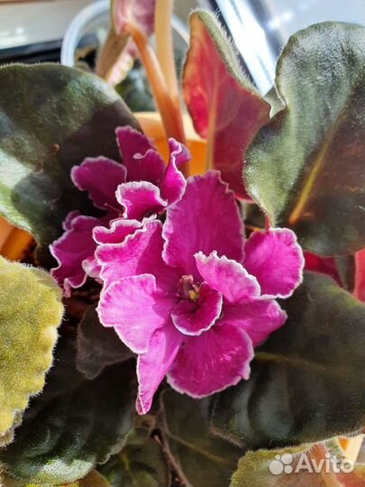 Фиалка сорт Мачо, цветет