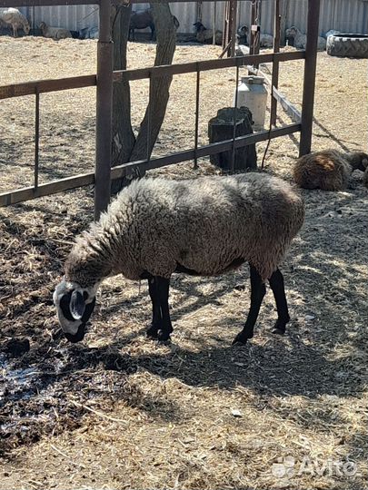 Овцы бараны