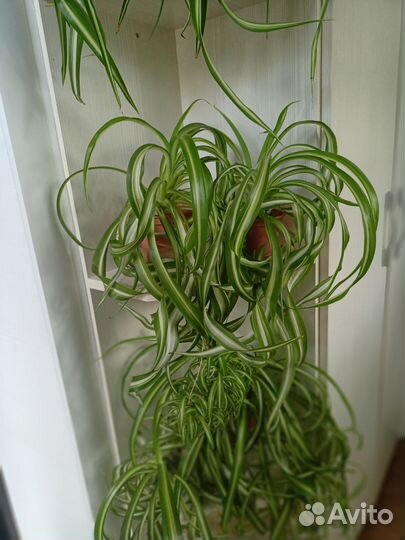 Хлорофитум кудрявый