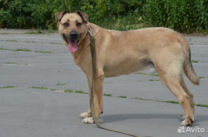 Красавчик Джой ищет хозяина