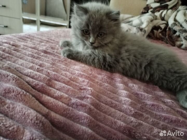 Продам котенка