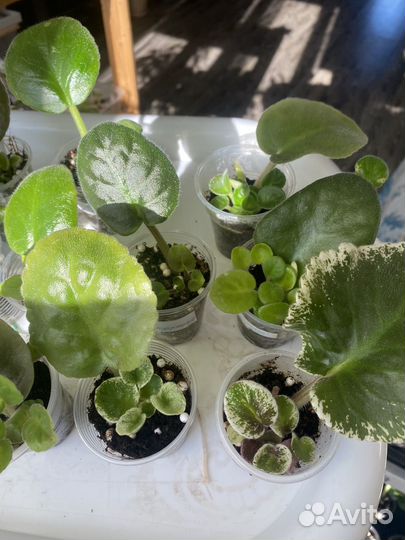 Детки сортовых фиалок, лист с детками