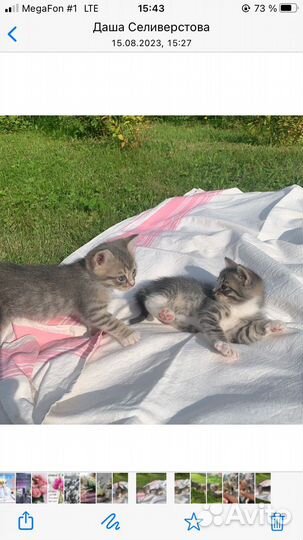 Котики