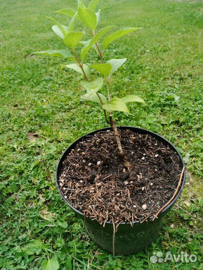 Гортензия метельчатая