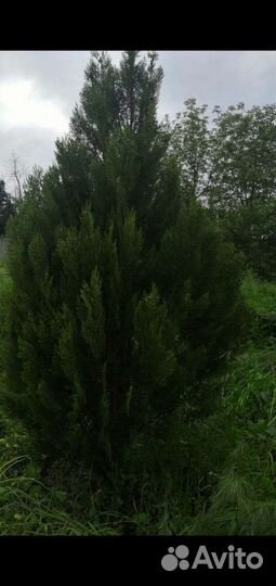 Туи в наличии