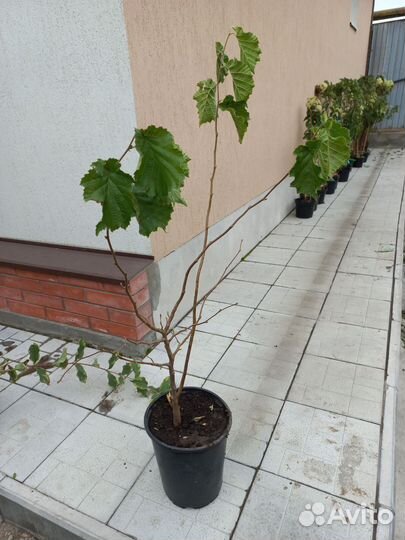 Фундук в зкс