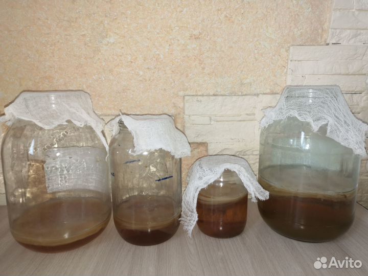 Чайный гриб комбуча