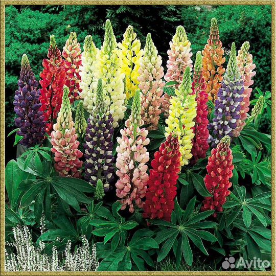 Люпин. (Рассада)