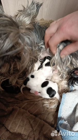 Маленькая собака