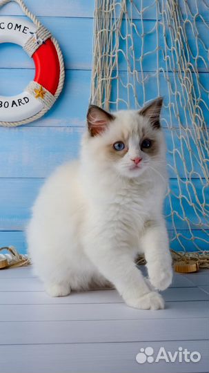 Ragdoll кошечка В Разведение