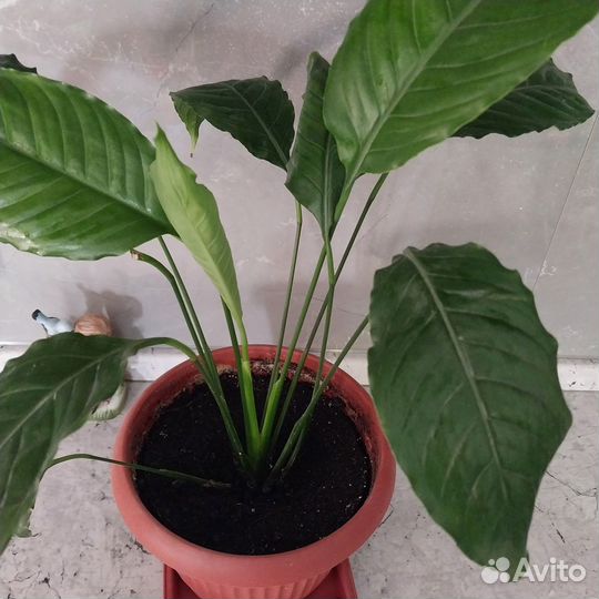 Цветок спатифиллум 