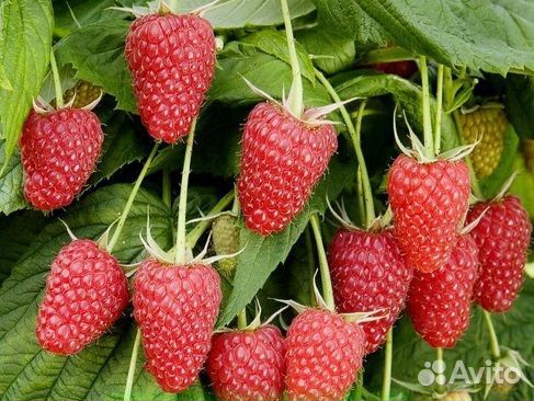 Малина Полька