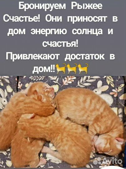 Рыжий котенок