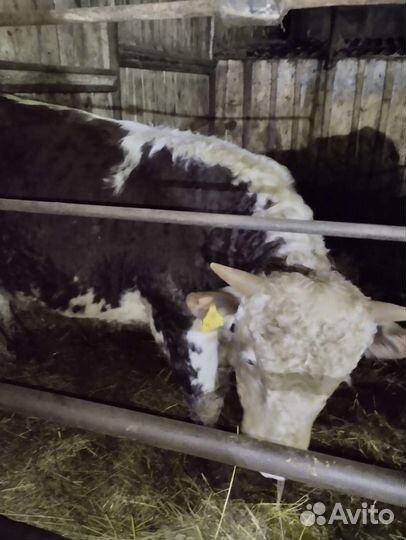 Быки племенные