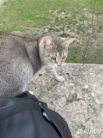Кошка в добрые руки