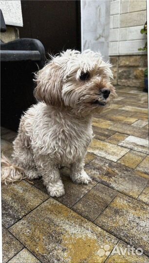 Брусчатка с доставкой минимальный заказ 120 м2