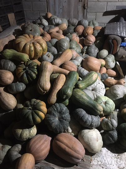 Тыква кормовая