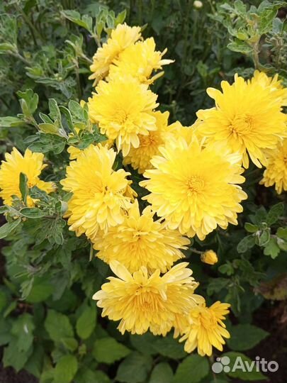 Цветы на срез