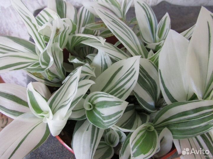 Традесканция альбифлора