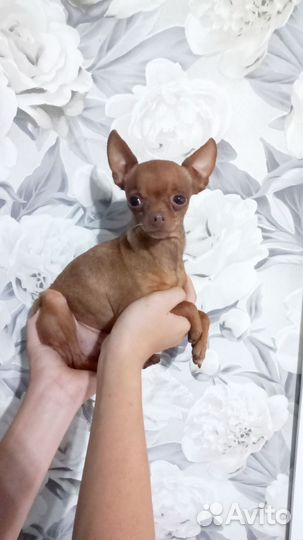 Мини той-терьер вязка