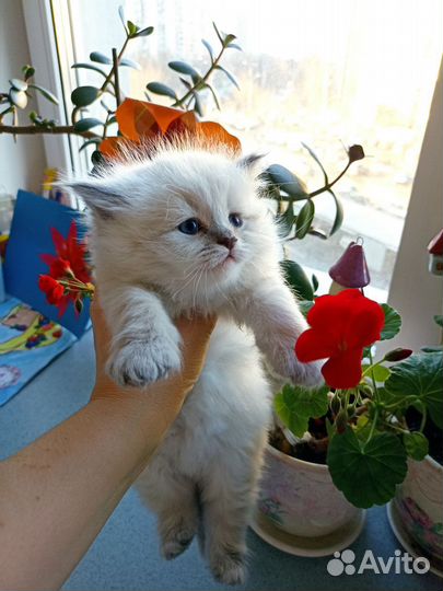 Невская маскарадная девочка с документами