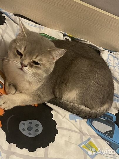 Шотландский кот