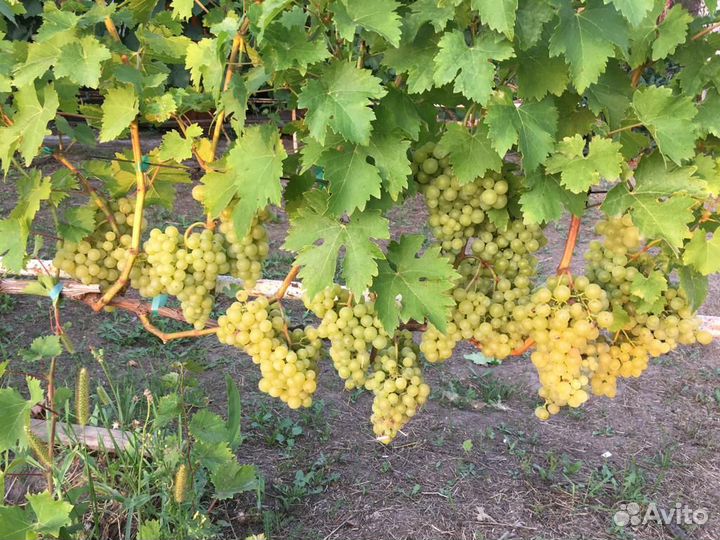 Саженцы винограда