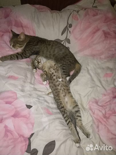 Кошка в дар бесплатно