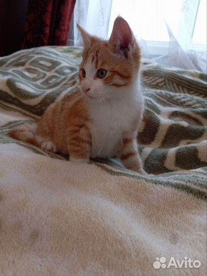 Яркие котята