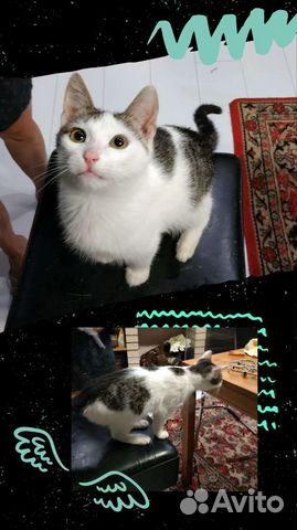 Котенок в добрые руки