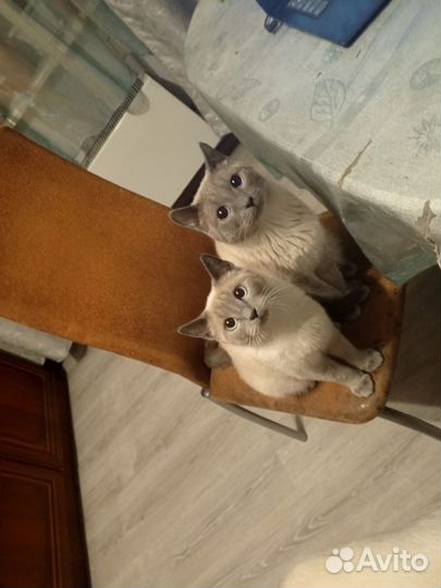 Тайские котята