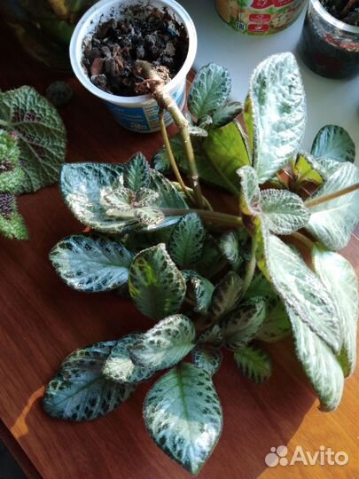 Комнатные цветы