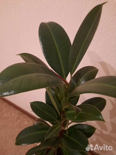 Фикус Мелани,Циперус (папирус)