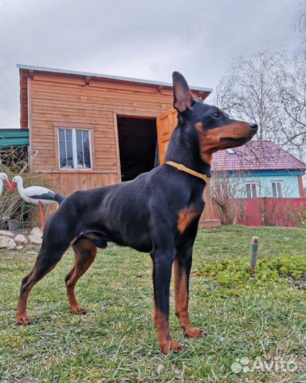 Цвергпинчер вязка