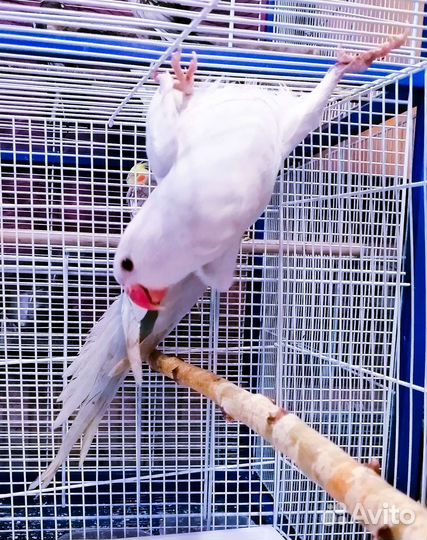 Попугай монах квакер, ожереловые(выкармыши)