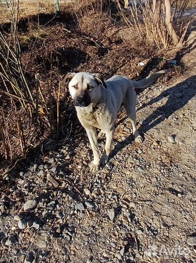 Собака в добрые руки