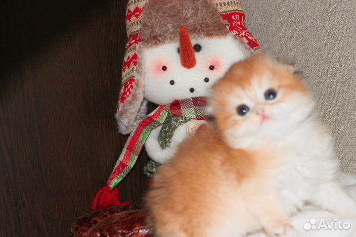 Вислоухие Котята золотая шиншилла