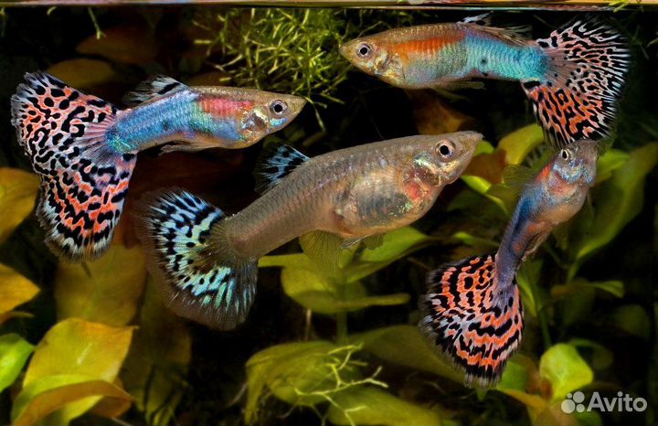 Аквариумные растения и рыбки