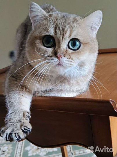 Британский котик