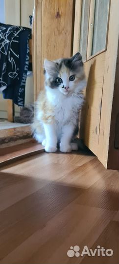 Отдам котенка в добрые руки