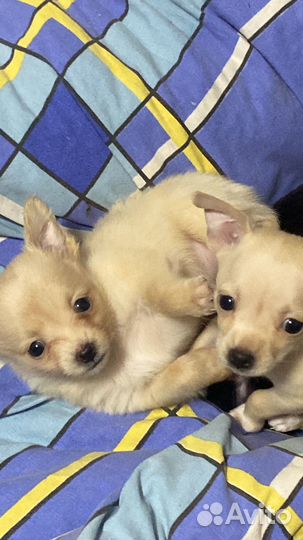 Той-терьер щенки