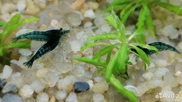 Креветки Растения Рыбки