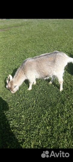 Козёл и козы