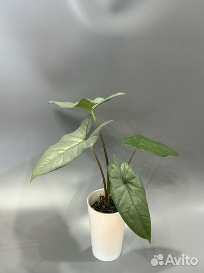 Алоказия Коразон