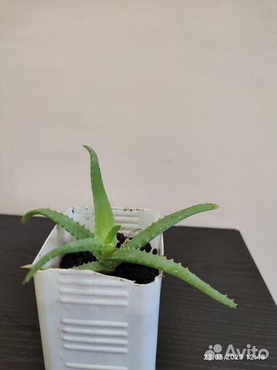 Аллое (столетник)