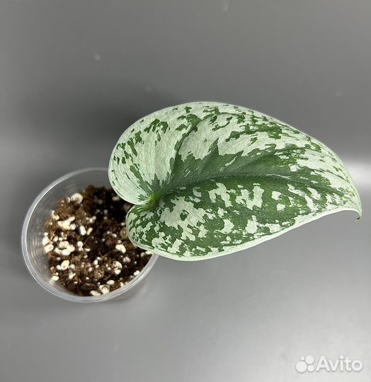 Сциндапсус экзотика, силтвер энн, жаде сатин, хиро